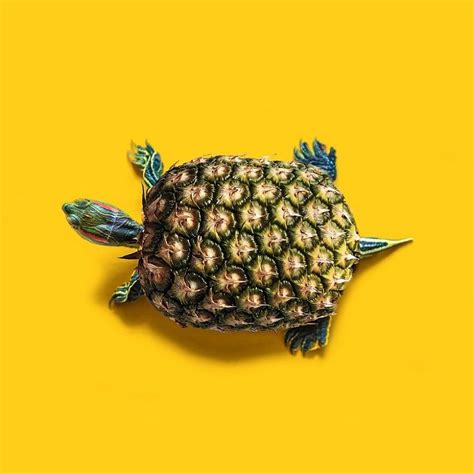 animals photoshopped into food|100 Photo Manipulations Of Animals Photoshopped Into .